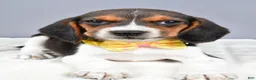 Beagle dogs for sale: Omar - Ad 4