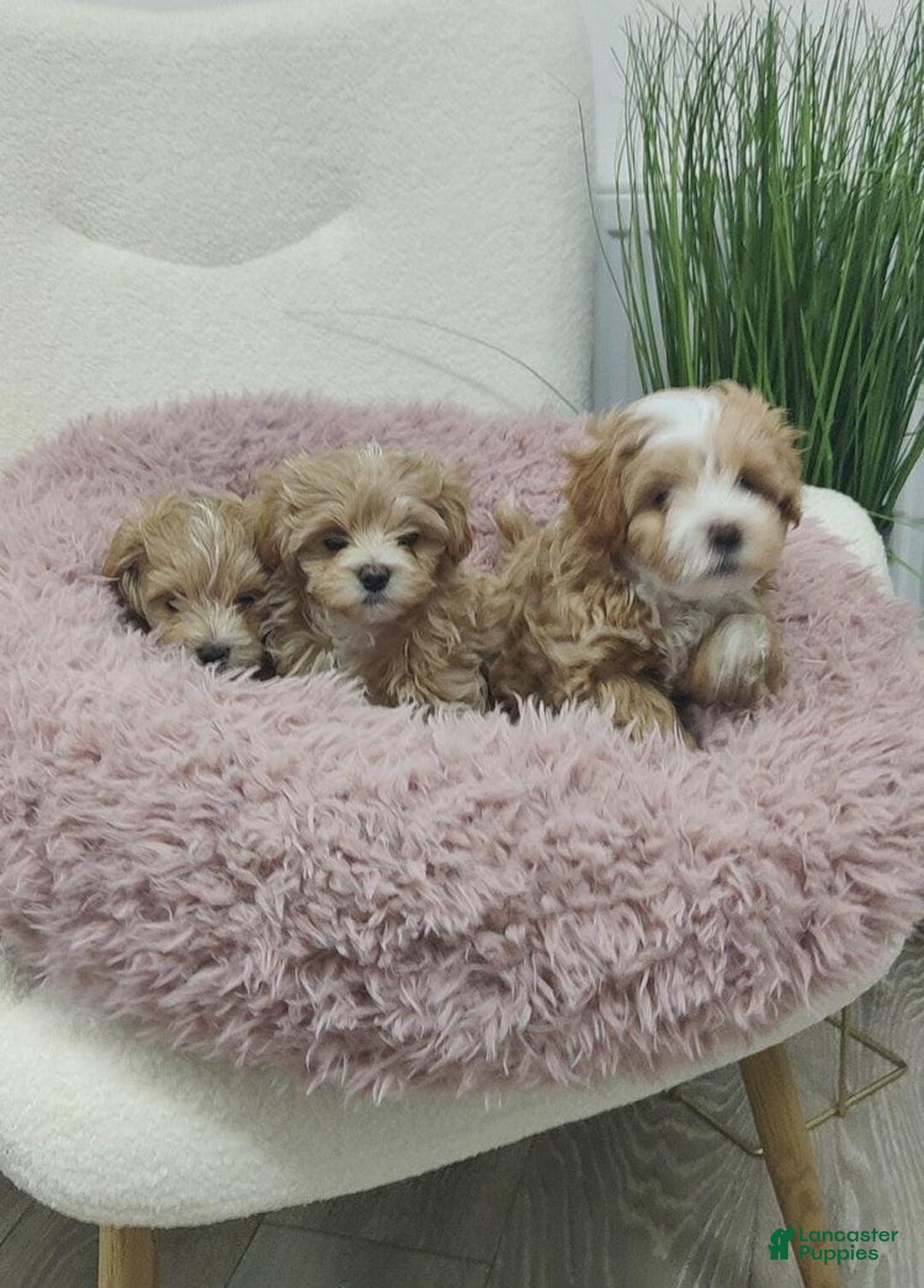 Maltipoo dogs for sale: Ella - Ad 11