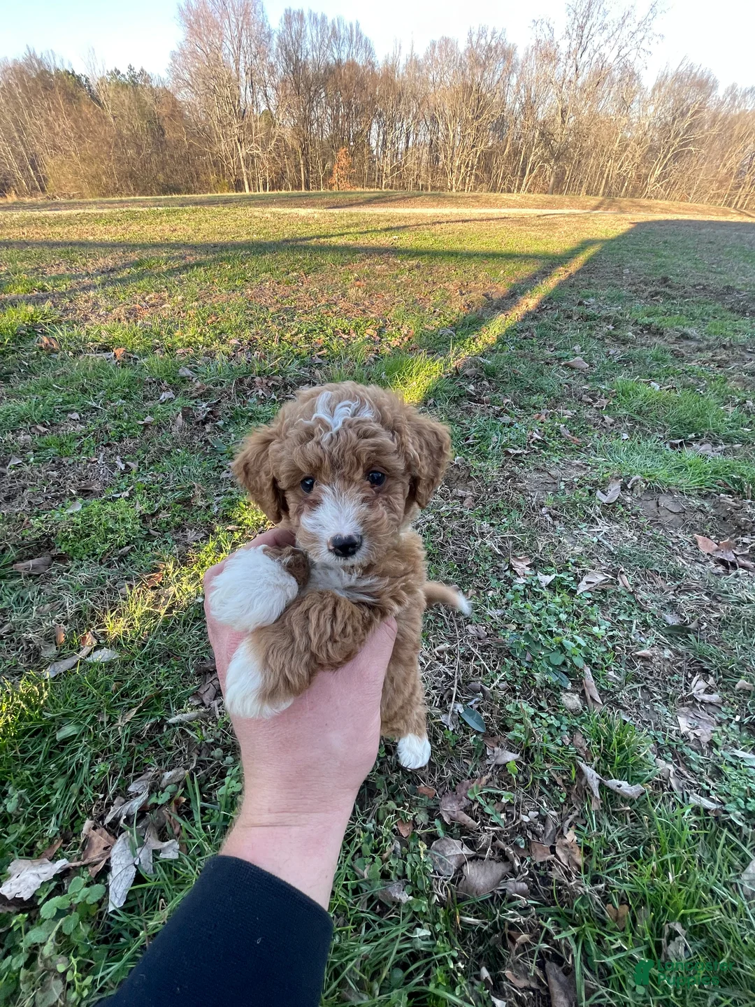Mini Goldendoodle dogs for sale: Bryan (mini goldendoodle) - Ad 3