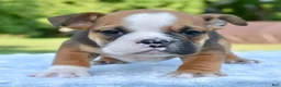 Mixed Breed dogs for sale: Bruno mini hybrid bulldog  - Ad 27