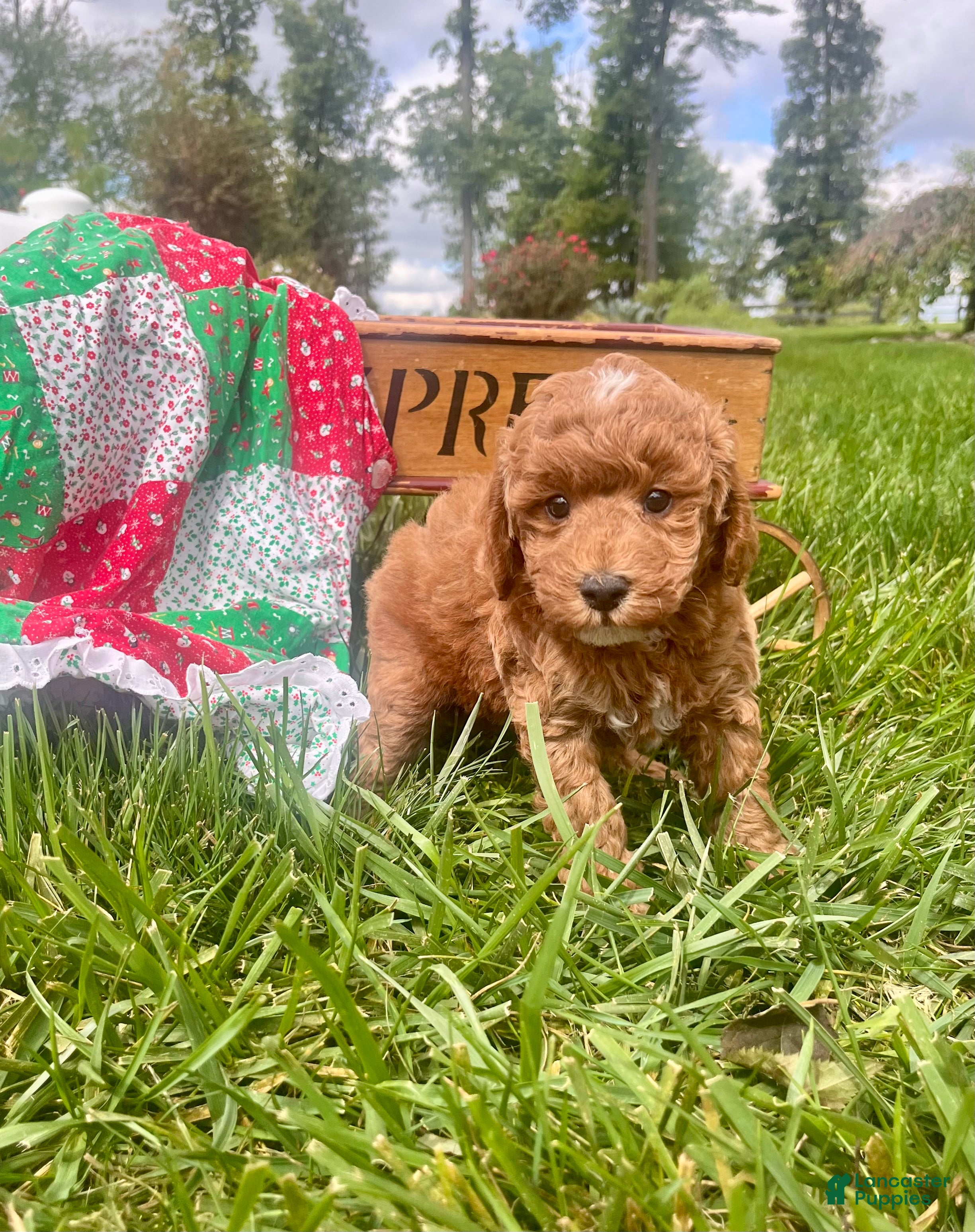 Miniature Poodle dogs Sable❤️ AKC genetic health testing - Ad 1