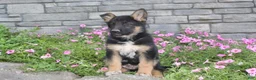 German Shepherd dogs for sale: Ace - Ad 4