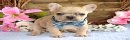French Bulldog dogs for sale: Finn  - Ad 3