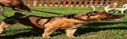 Cane Corso dogs for sale: Cane Corso 1 - Ad 5