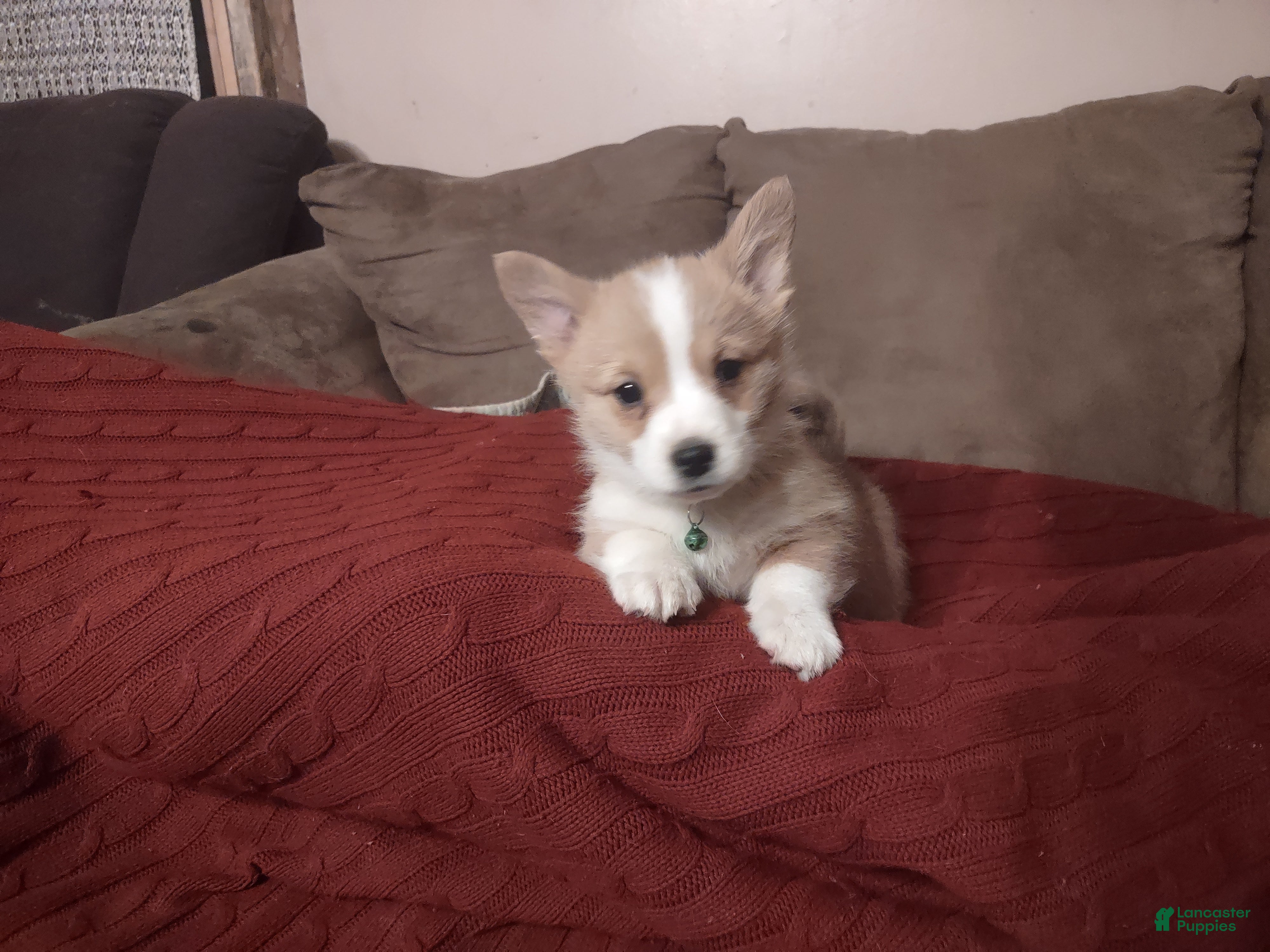 Welsh Corgi Pembroke dogs Green Collar  - Ad 1