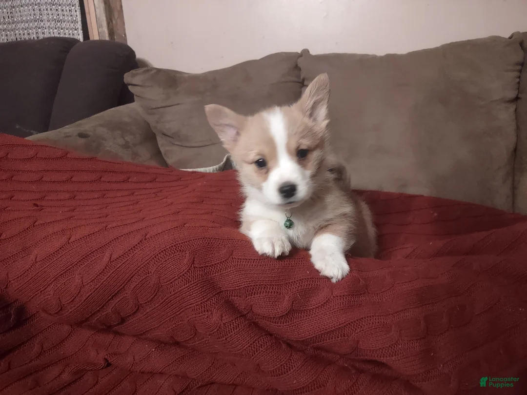 Welsh Corgi Pembroke dogs for sale: Green Collar  - Ad 1