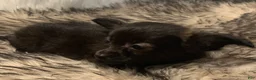 Chiweenie dogs for sale: Toy size BEAU~!!! - Ad 6