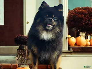 Pomeranian dogs for stud: Stud services - Ad 1