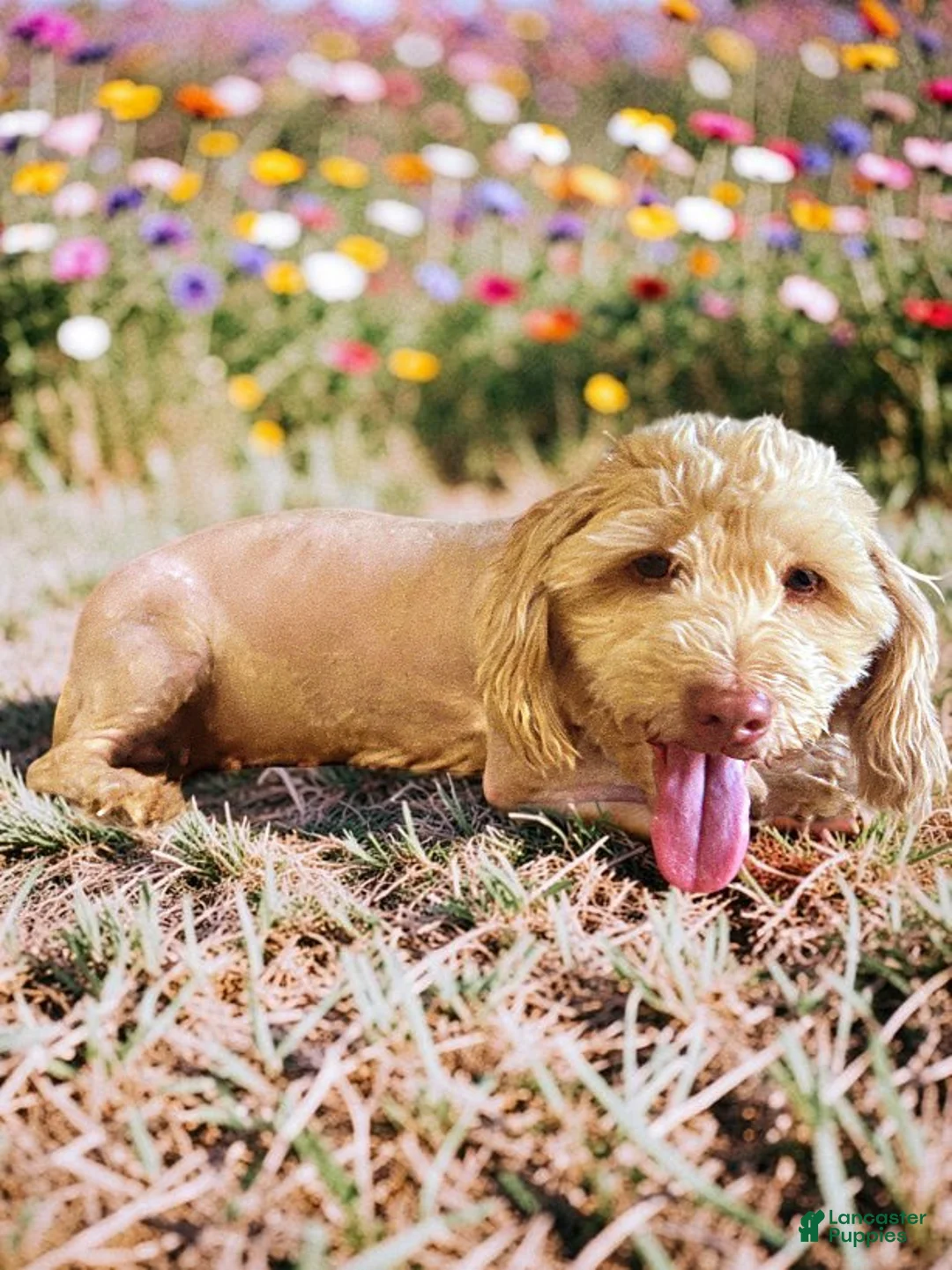 Havapoo dogs for sale: Havapoo Puppy 3 - Ad 17