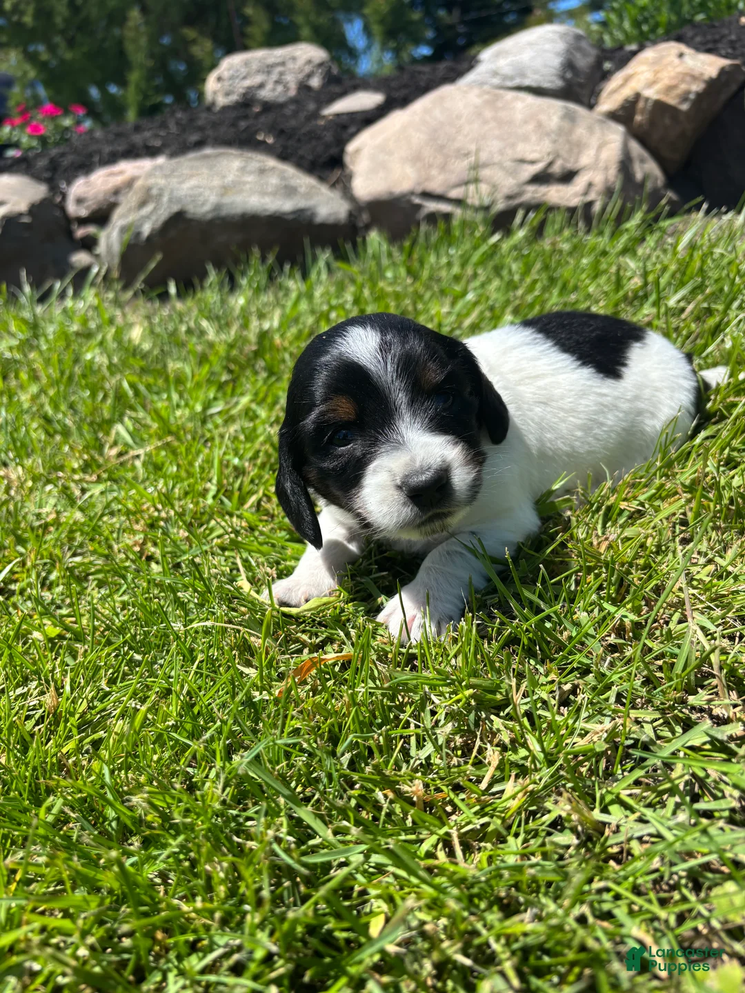 Miniature Dachshund dogs for sale: Paisley  - Ad 1