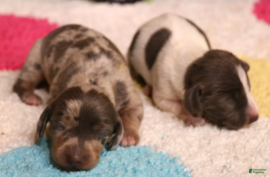 Miniature Dachshund dogs for sale: Petal blue/tan pied smooth f - Ad 2
