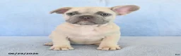 French Bulldog dogs for sale: Orlan - Ad 5