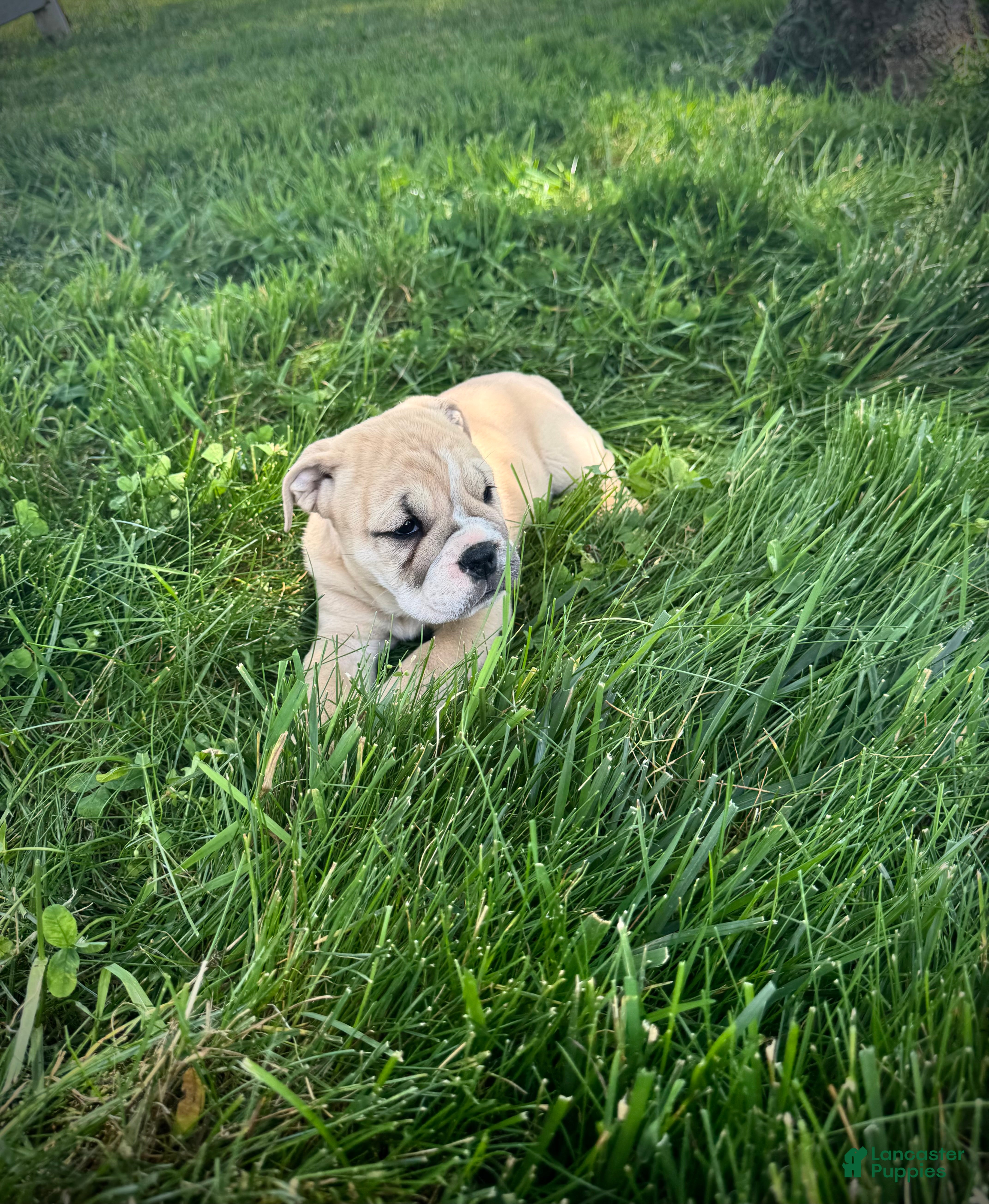 English Bulldog dogs Maggie - Ad 2