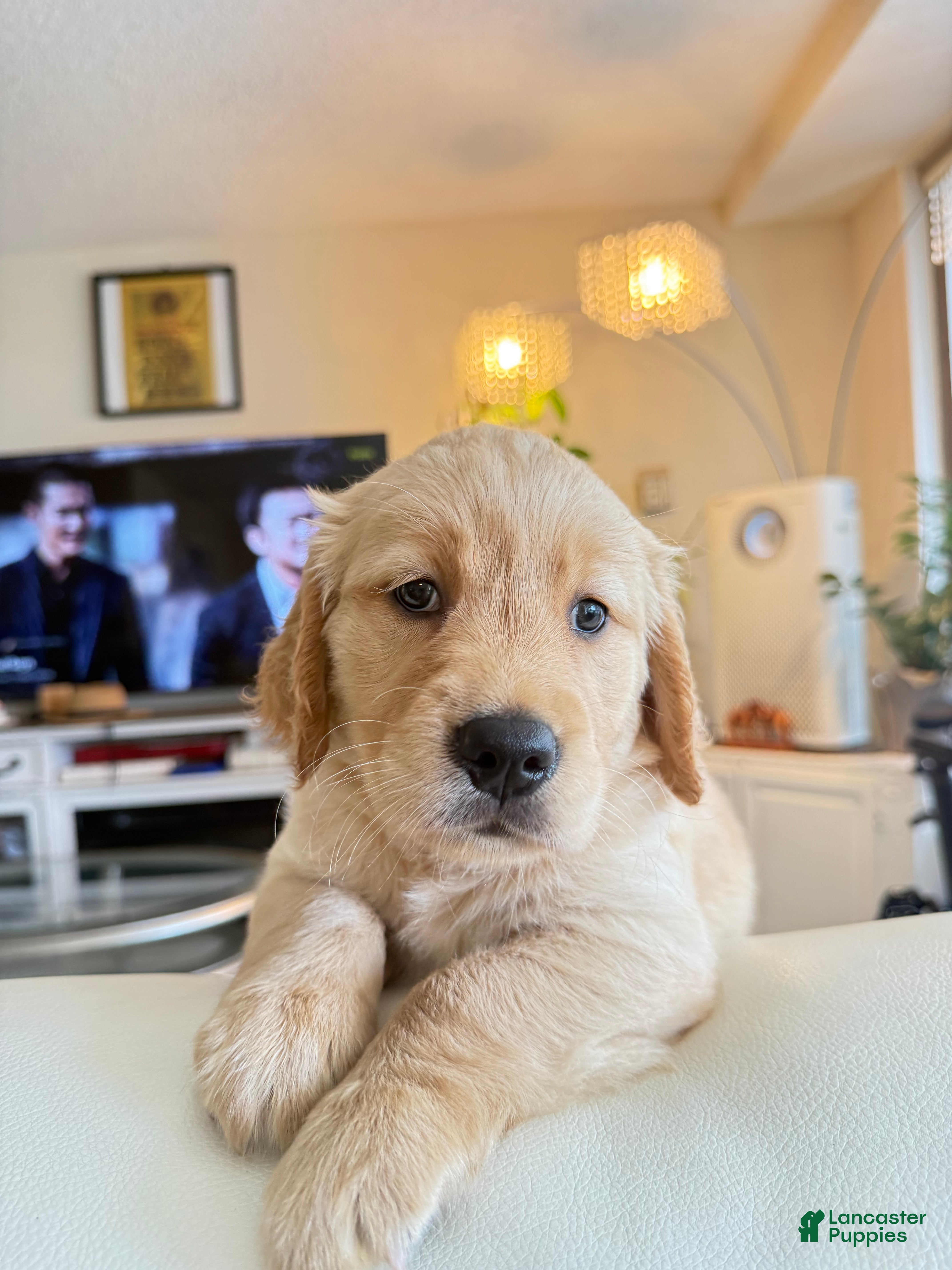 Golden Retriever dogs moly - Ad 2