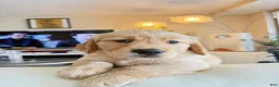 Golden Retriever dogs for sale: moly - Ad 2