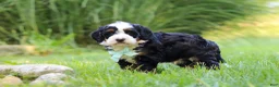 Mini Bernedoodle dogs for sale: Pez - Ad 4