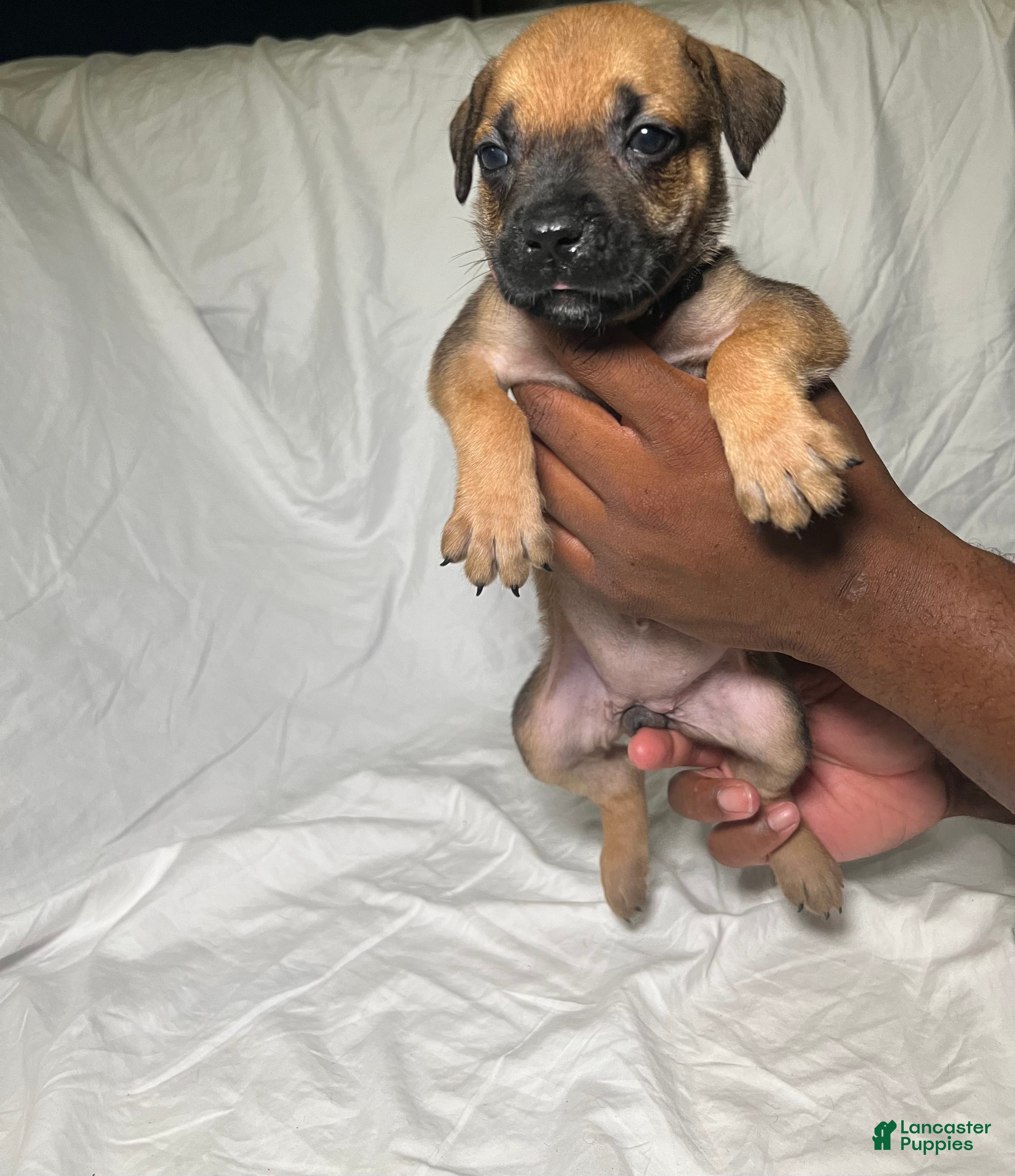 Presa Canario dogs Presa Canario 3 - Ad 15