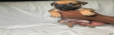 Presa Canario 3