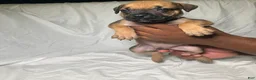 Presa Canario dogs for sale: Presa Canario 3 - Ad 1