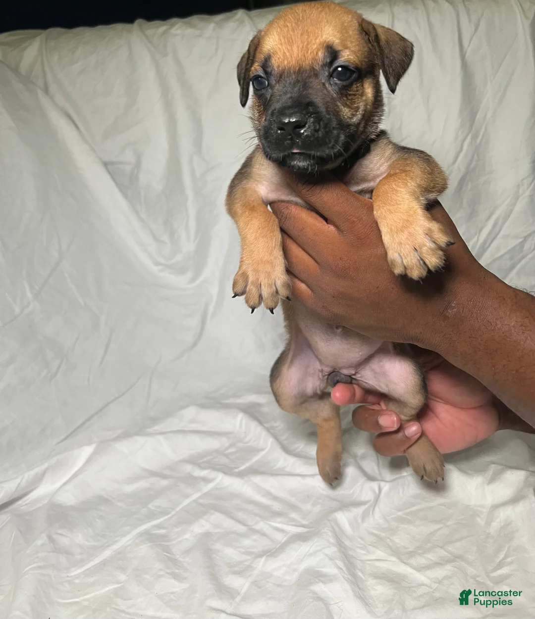 Presa Canario dogs for sale: Presa Canario 3 - Ad 1