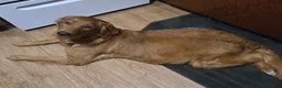 Golden Retriever dogs for sale: Golden Retriever 4 Merica - Ad 3