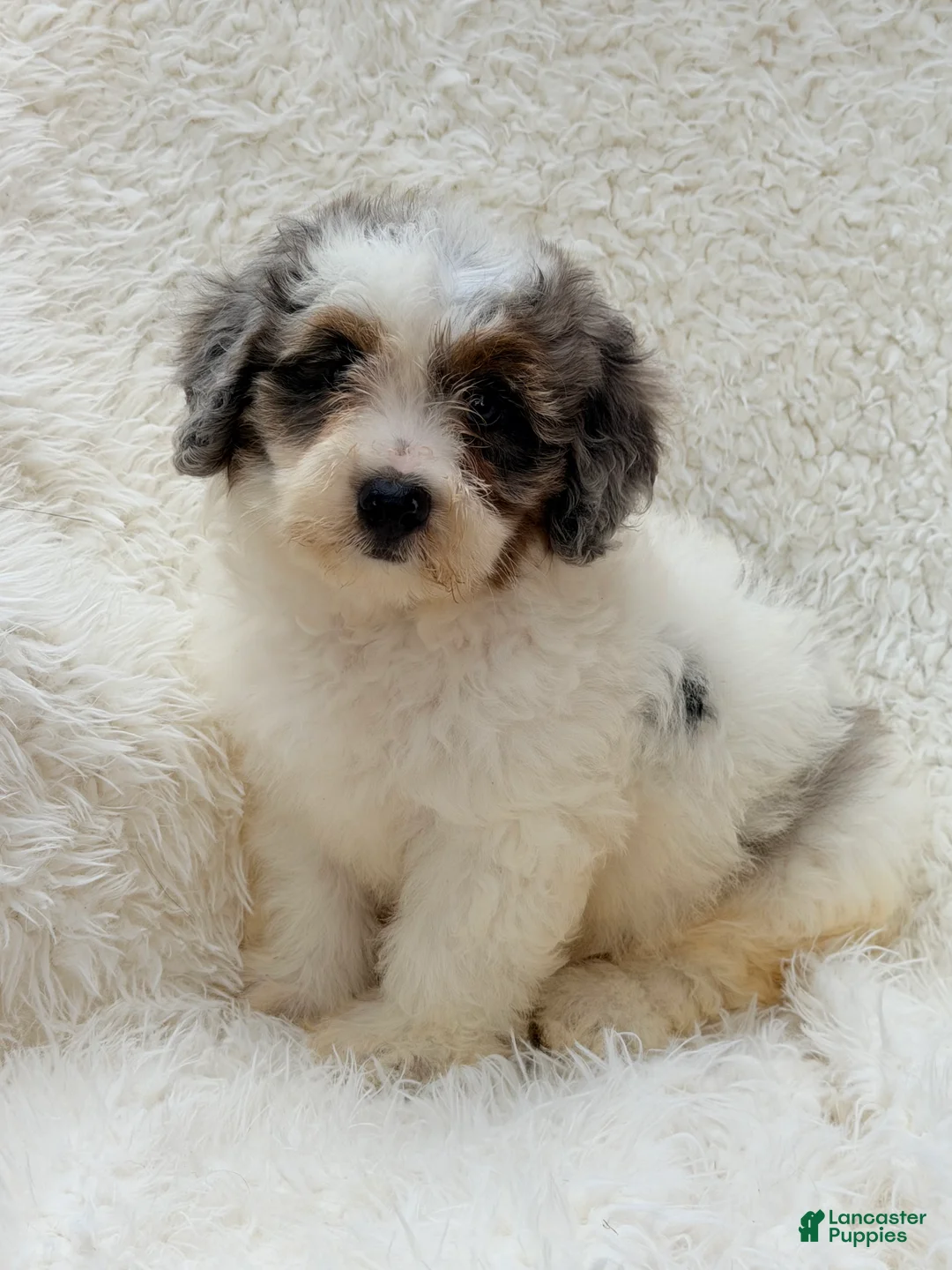 Mini Bernedoodle dogs for sale: Maple-Mini Bernedoodle - Ad 2