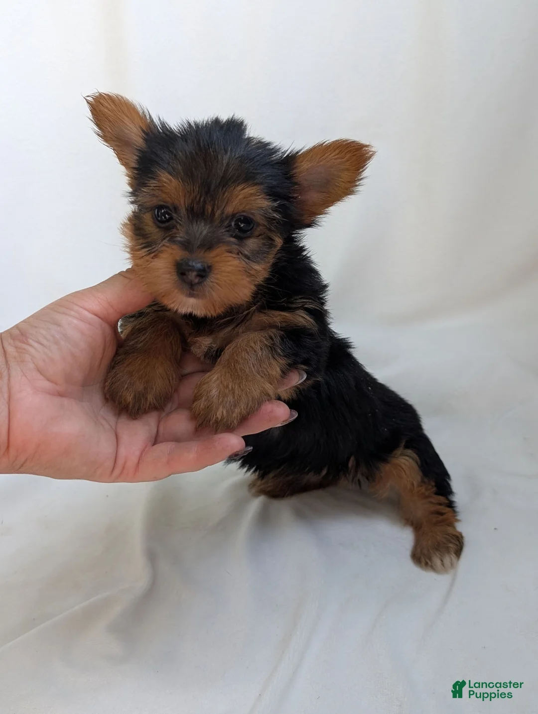 Yorkshire Terrier dogs for sale: Charlie  - Ad 2