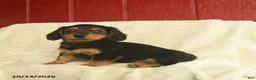 Dachshund dogs for sale: Lee  - Ad 1