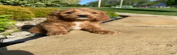 Cavapoo dogs for sale: Thor - Ad 8