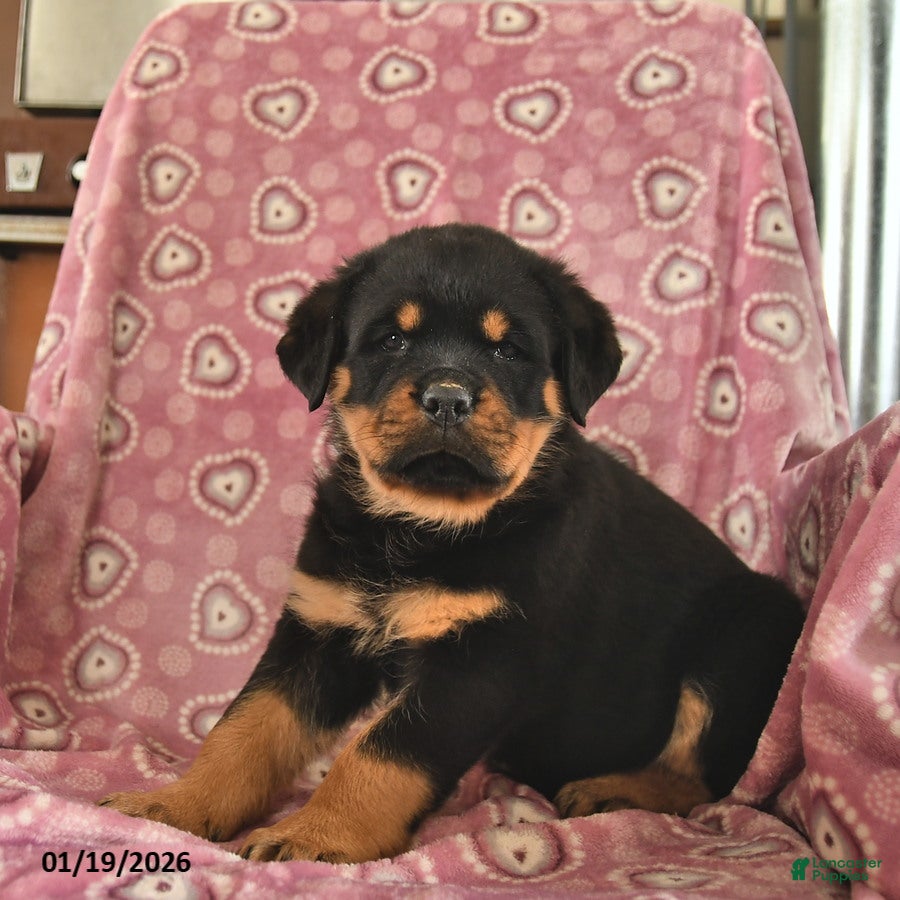 Rottweiler dogs Star  - Ad 2