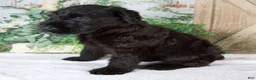 Giant Schnauzer dogs for sale: Kate - Ad 5