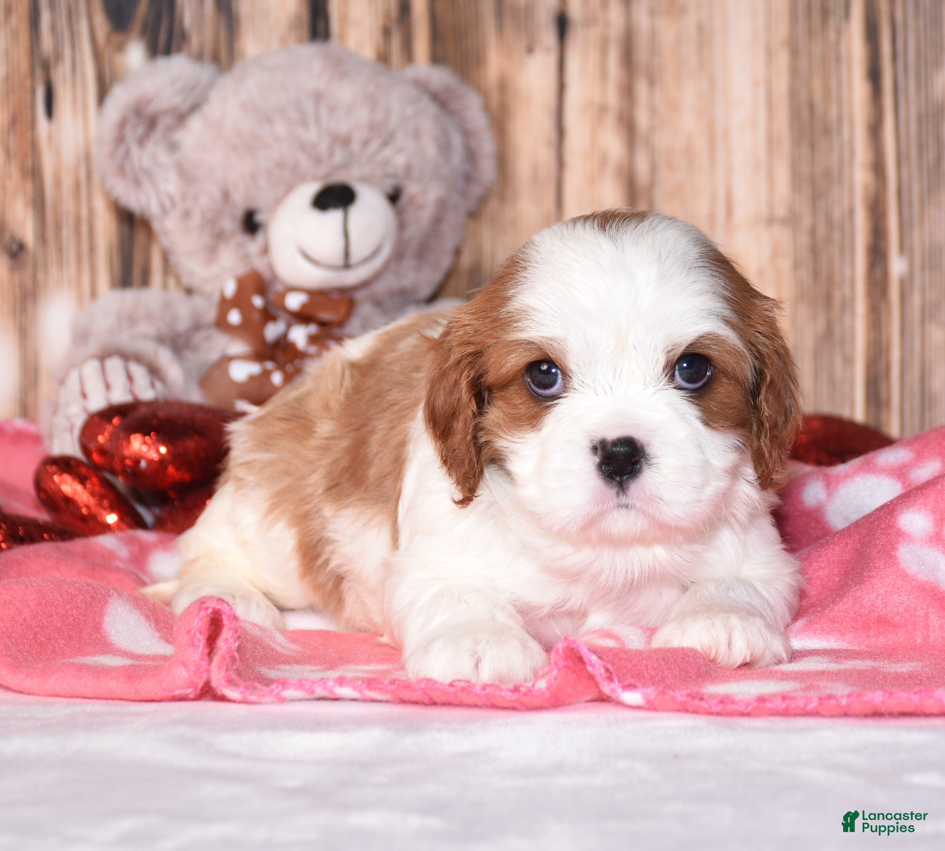 Cavalier King Charles Spaniel dogs Zeke - Ad 2