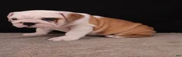 English Bulldog dogs for sale: Sally  - Ad 18