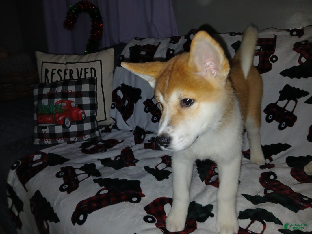 Akita dogs for sale: Astra - Ad 16