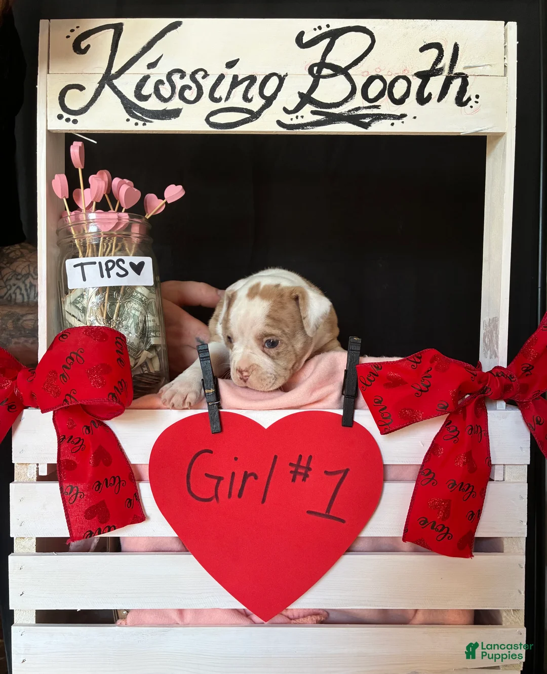 Olde English Bulldogge dogs for sale: Olde English Bulldogge Puppy 7 - Ad 10