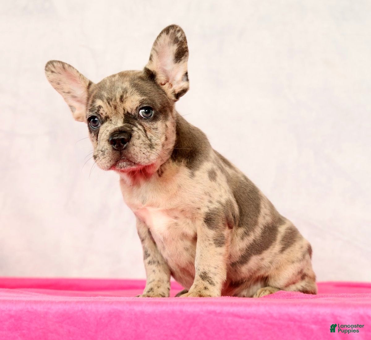 French Bulldog dogs Pamela - Ad 2