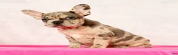 French Bulldog dogs for sale: Pamela - Ad 2