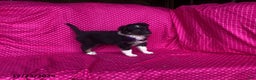 Mixed Breed dogs for sale: Gem  - Ad 4