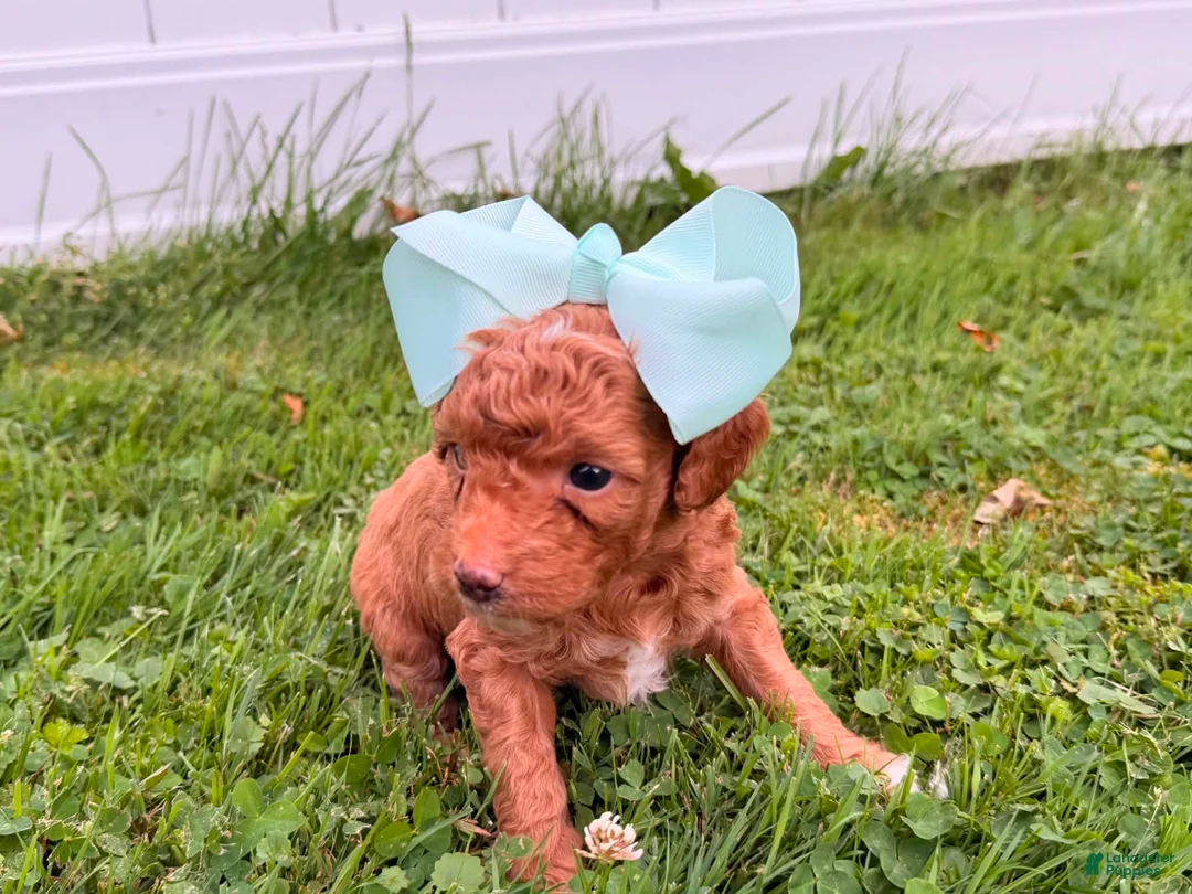 Mini Goldendoodle dogs for sale: Reba - Ad 2