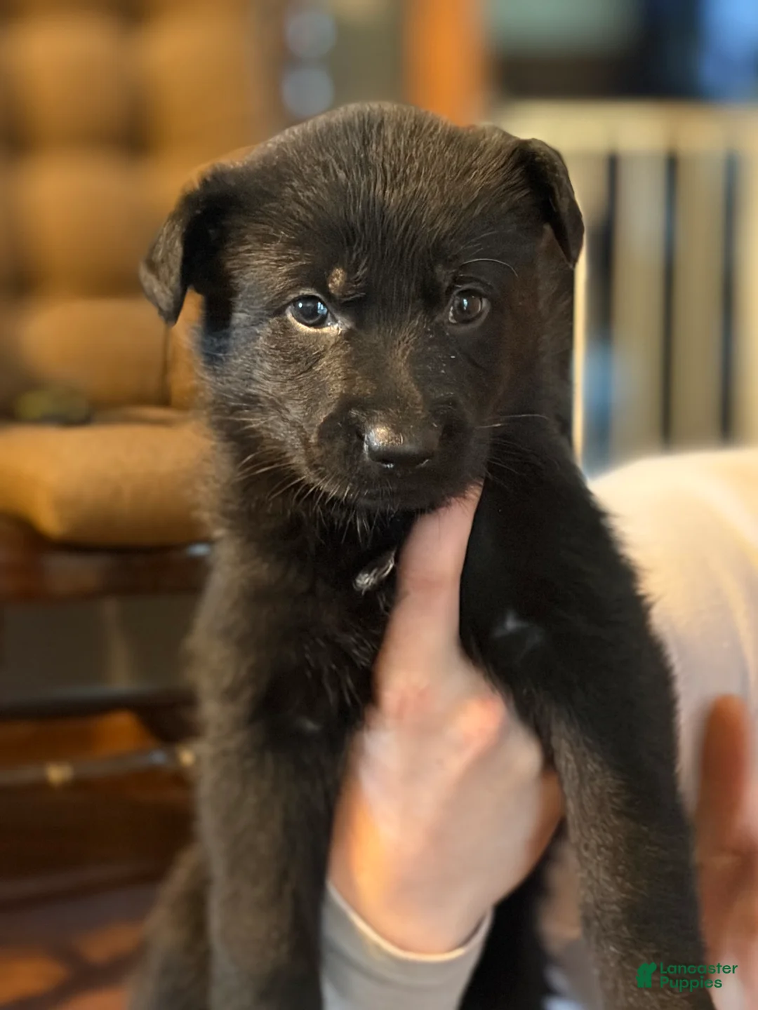 German Shepherd dogs for sale: German Shepherd Puppy 2 - Ad 1