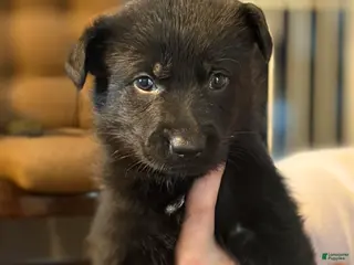German Shepherd dogs for sale: German Shepherd Puppy 2 - Ad 4