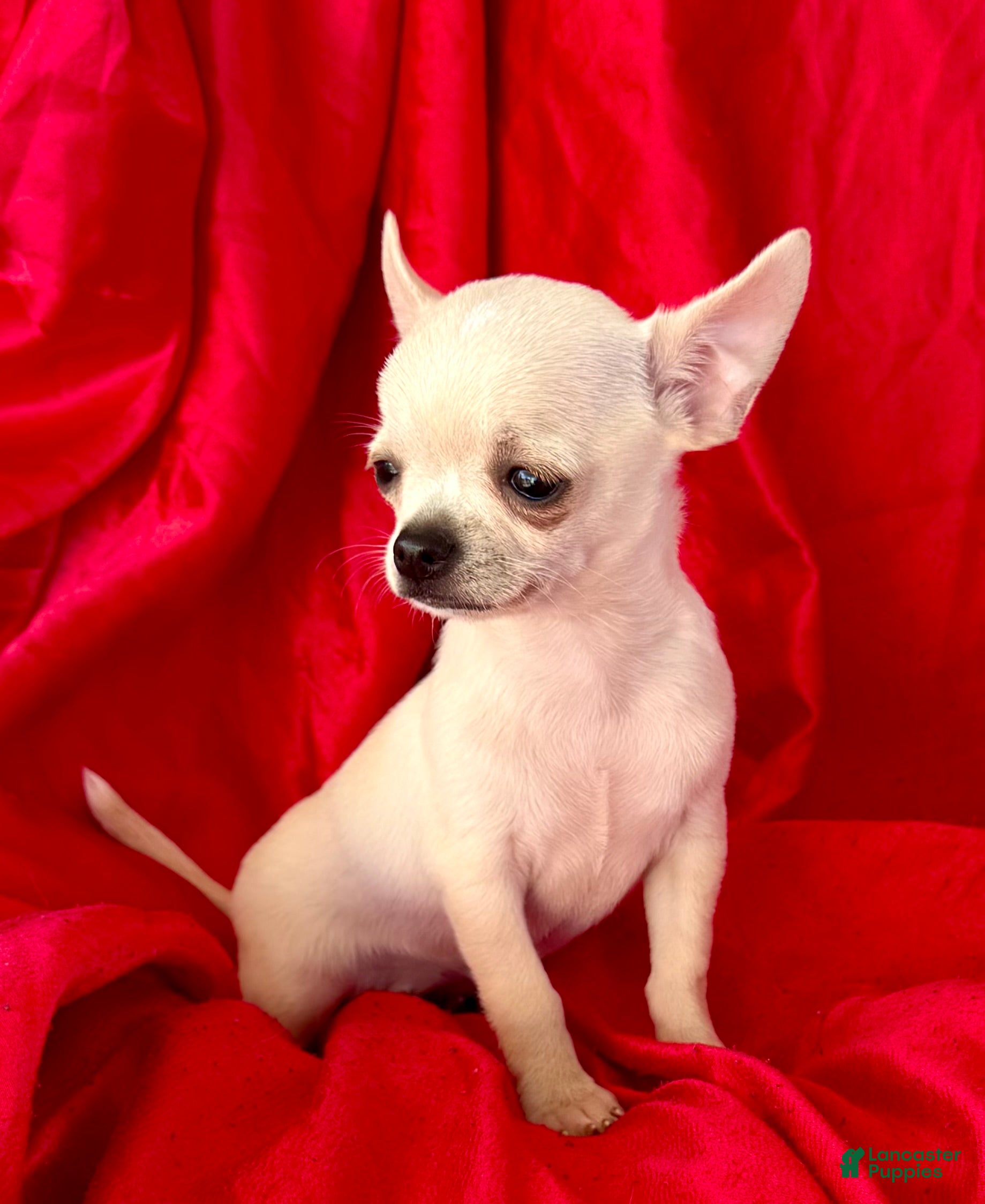 Chihuahua dogs for sale: Lina Apple head - Ad 2