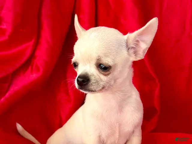 Chihuahua dogs for sale: Lina Apple head - Ad 2
