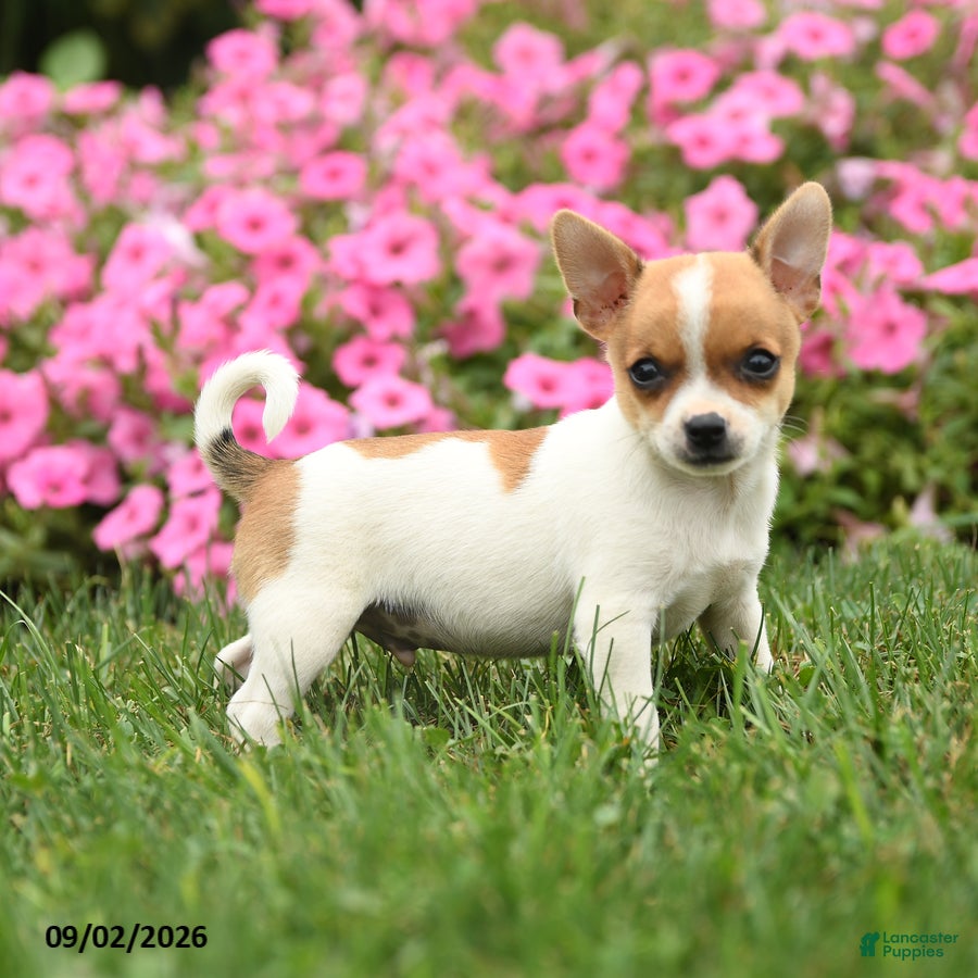 Chihuahua dogs Professor Tito - Ad 1