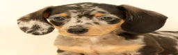 Miniature Dachshund dogs for sale: Winston - Ad 9