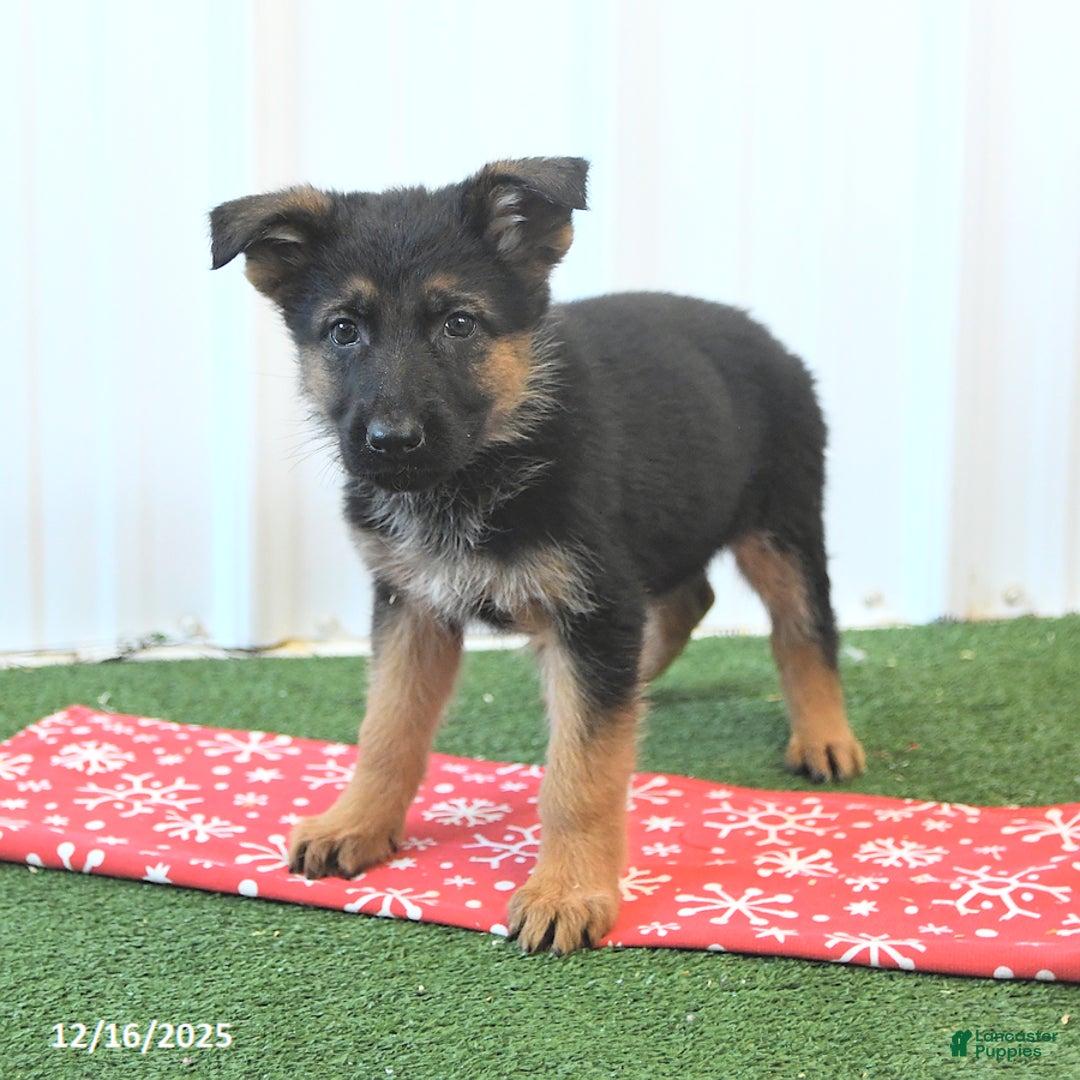 German Shepherd dogs for sale: Heather - Ad 3