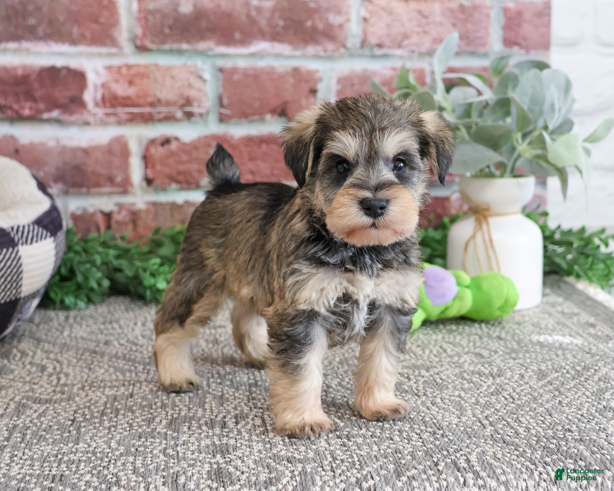 Miniature Schnauzer dogs Ranger  - Ad 41