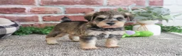 Miniature Schnauzer dogs for sale: Ranger  - Ad 1