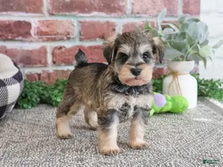 Miniature Schnauzer dogs Ranger - Ad 41