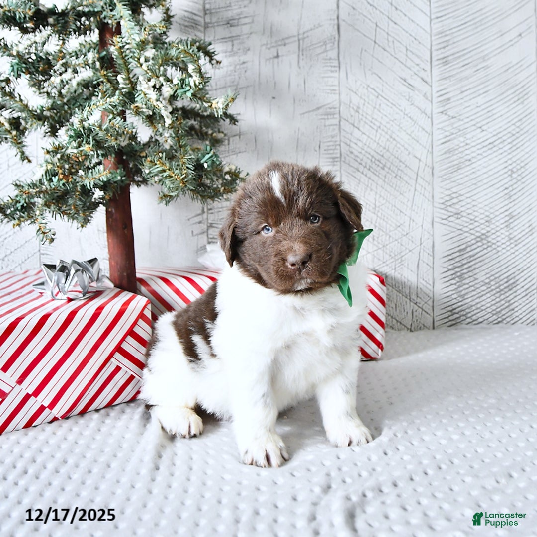 Newfoundland dogs for sale: Gunner  - Ad 1